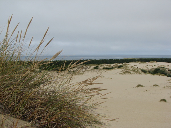 Oregon Dunes
