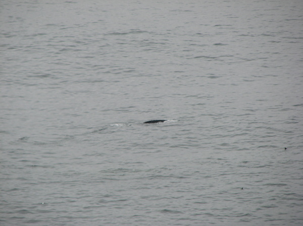 Whale