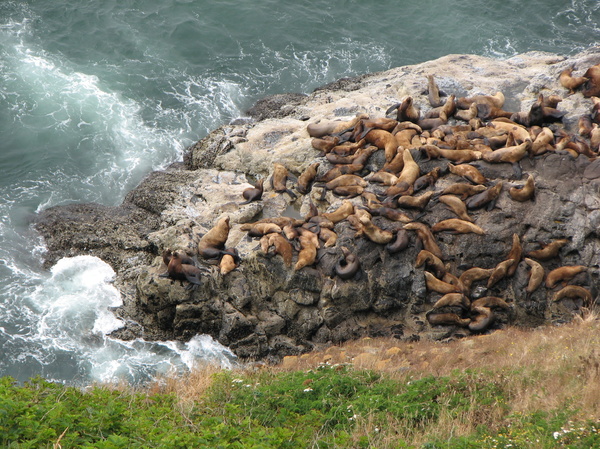 Sea Lions