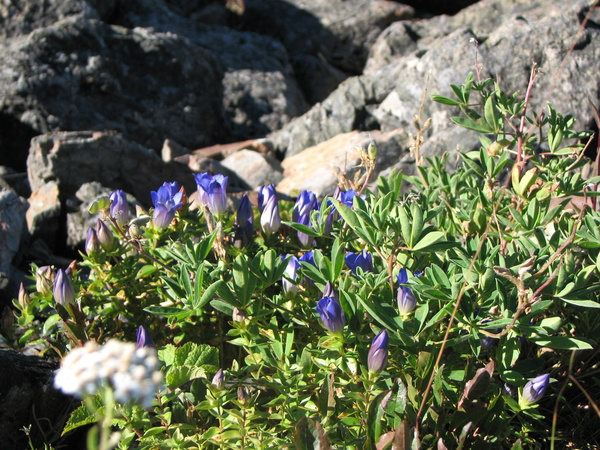 Summit Flowers