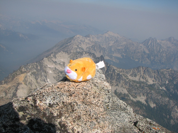 Summit Zsu Zsu Pet