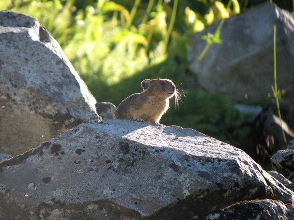 Pika