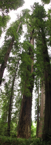 Tall Tree