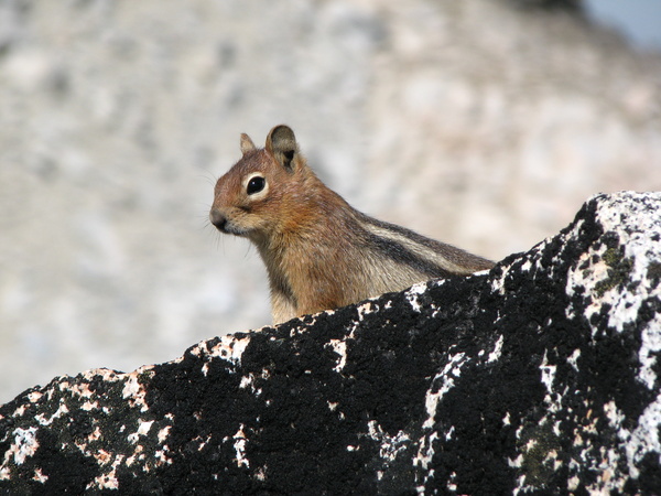 Enchanted Chipmunk