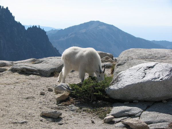 Enchanted Goat