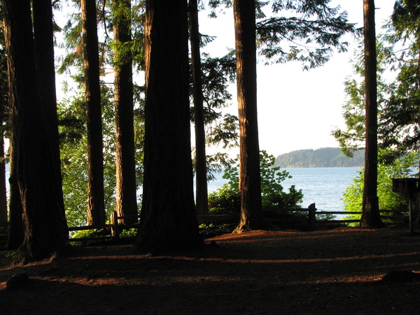 Forest View