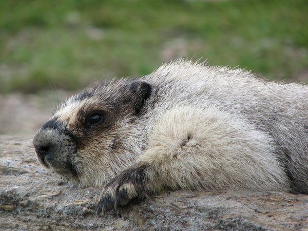 Marmot