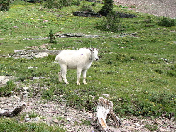 Mountain Goat