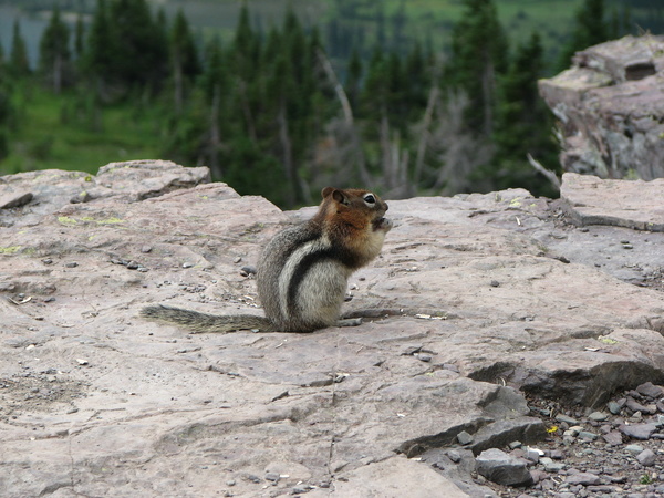 Chipmunk
