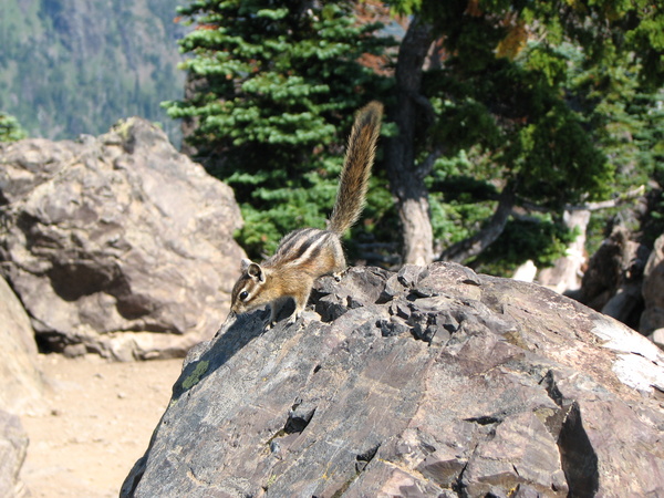 Hungry Chipmunk