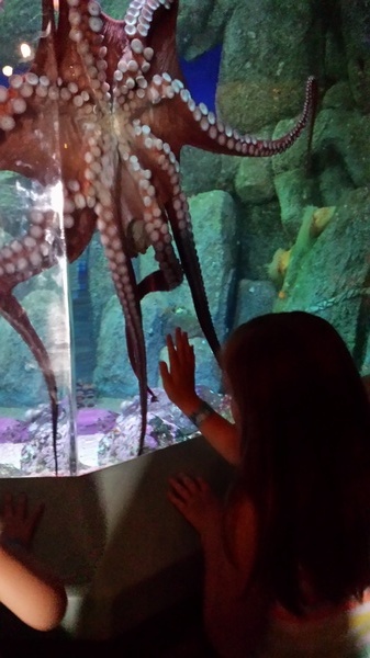 Octopus