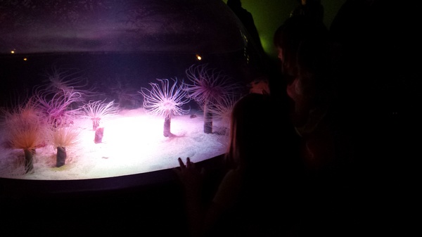 Sea Anemones