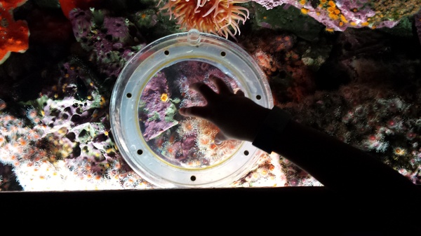 Tide Pool