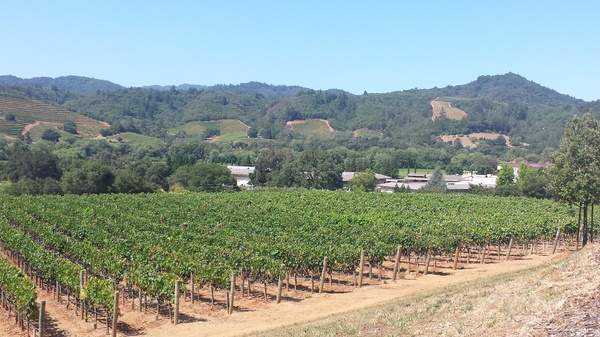 Dry Creek Vineyards