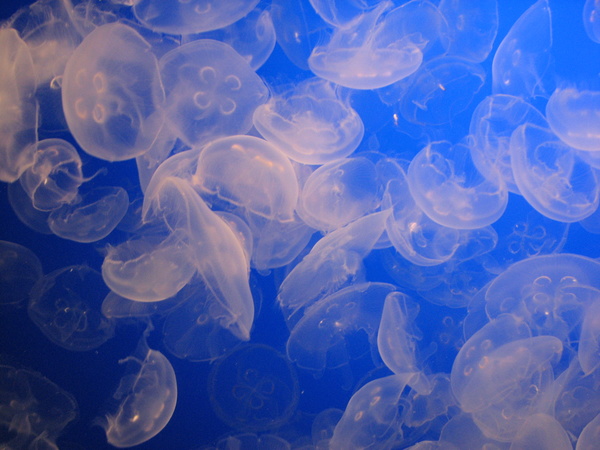 Jellyfish