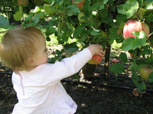 Apple Picker