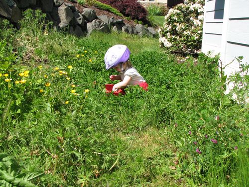 Exploring Our Weedy Yard