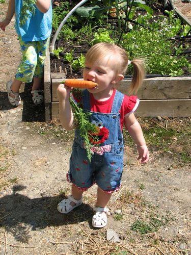 Carrot Lover