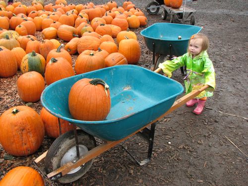 Pumpkin Pusher