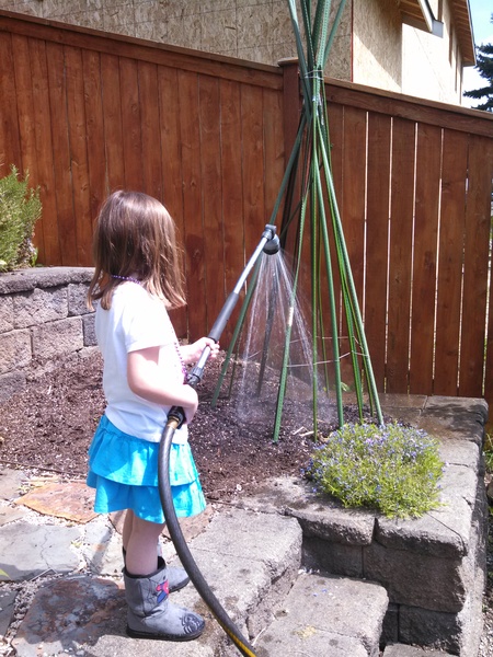 Watering the Pea Tee Pee