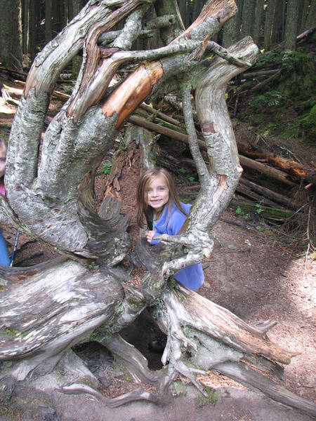 Tree Portrait