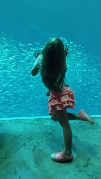 Looking for Hammerhead Sharks