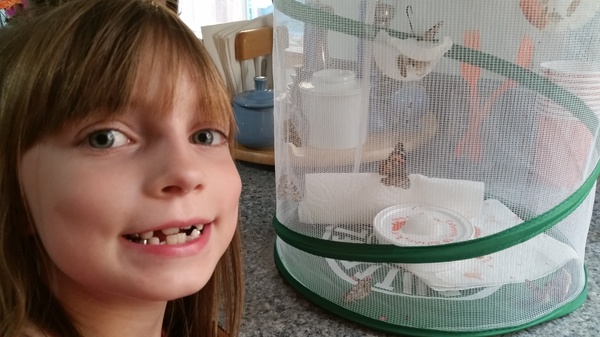 New Butterflies