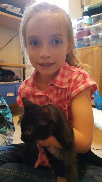 Nwq Kitten