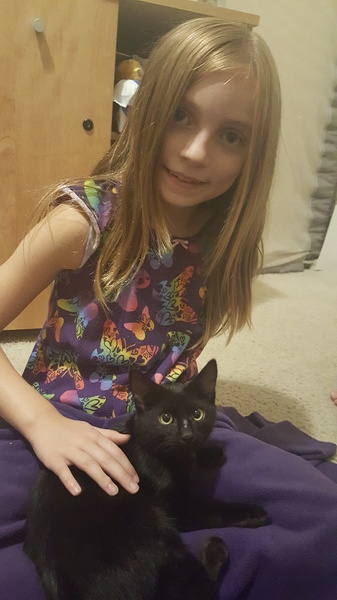 New Kitten