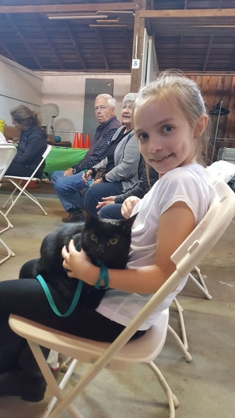 4-H Cat Show