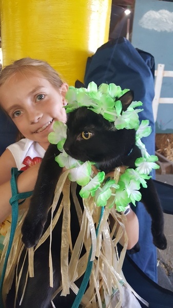 Hula Cat