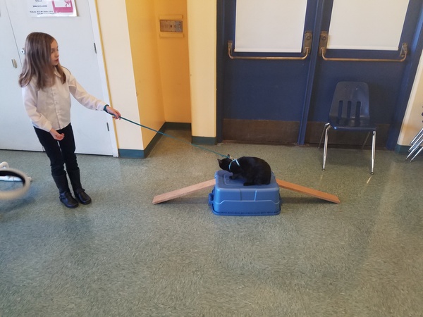 Walking a Reluctant Luna