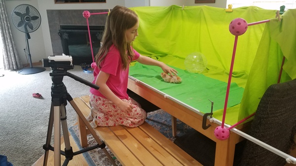 Hamster Green Screen
