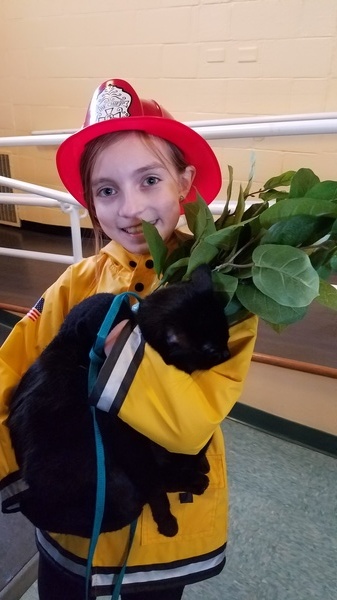 Cat Show Costume