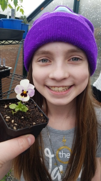 Pansy
