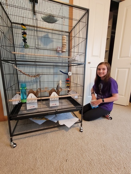 New Budgies