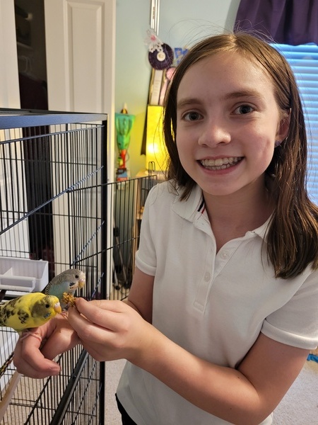 Budgies