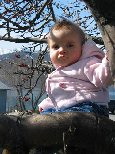 Out On a Limb