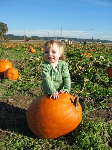 Pumpkin Patch