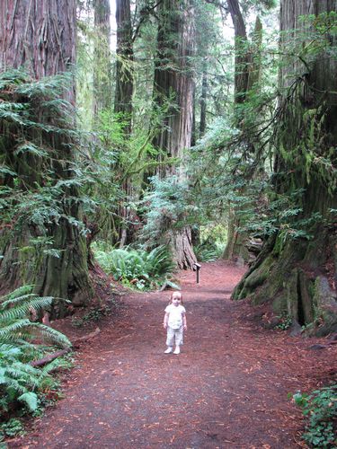 Little Girl Big Trees