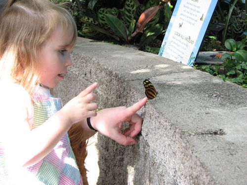 Science Center Butterfly