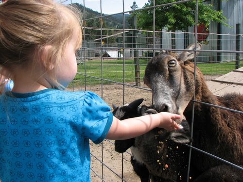 Getting her Goat
