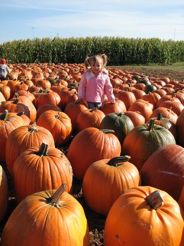 Carpinito Brothers Pumpkin Patch