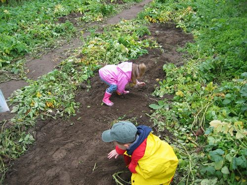Digging for Potatoes