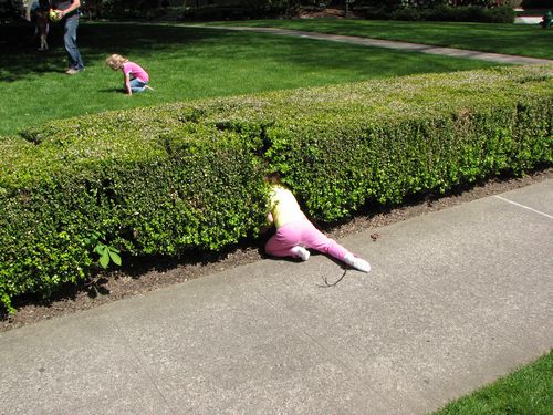 Acorn Search at St. Michelle