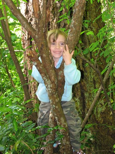 Climbing at Tree at Belfair State Park