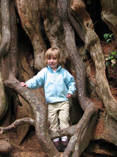 Big Cedar Tree