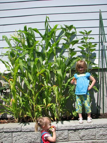 Corny Girl
