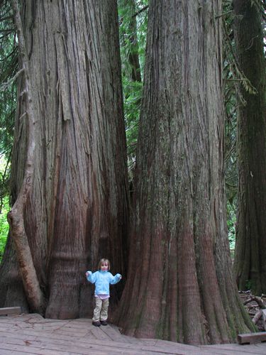 Big Tree Little Girl