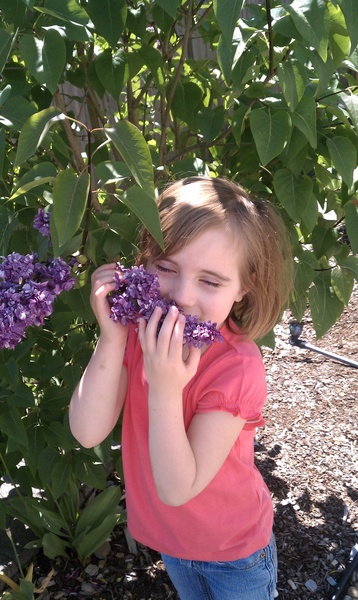 Lilac Smeller